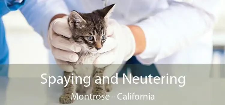 Spaying and Neutering Montrose - California