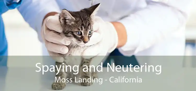 Spaying and Neutering Moss Landing - California