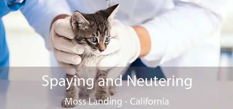 Spaying and Neutering Moss Landing - California