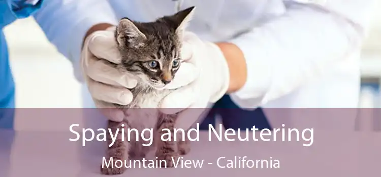 Spaying and Neutering Mountain View - California