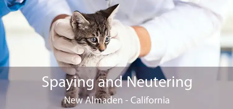 Spaying and Neutering New Almaden - California
