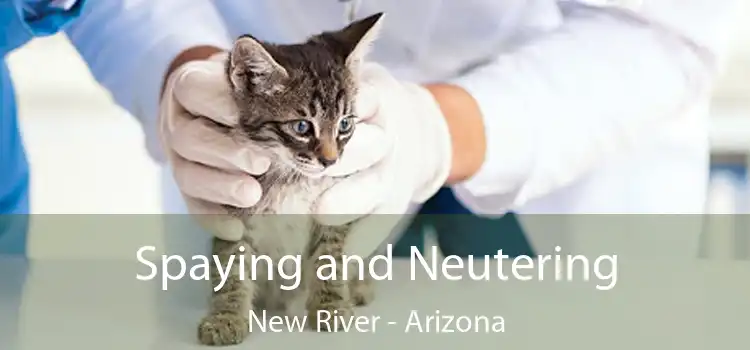 Spaying and Neutering New River - Arizona