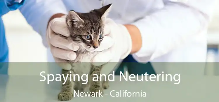 Spaying and Neutering Newark - California