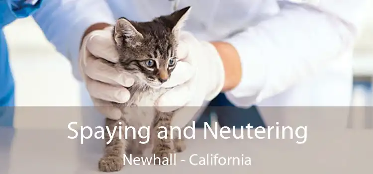 Spaying and Neutering Newhall - California