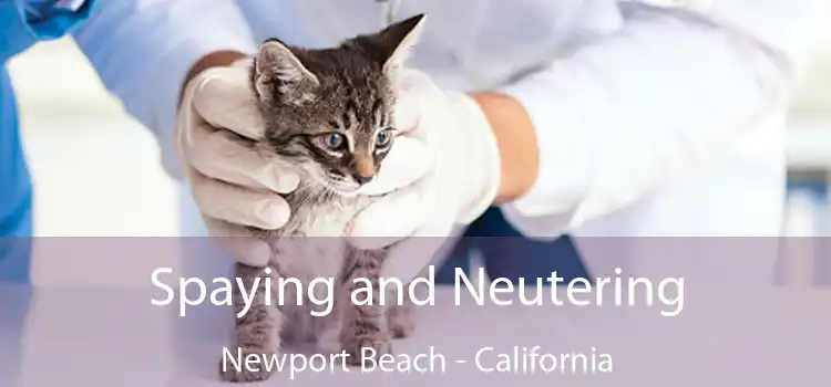 Spaying and Neutering Newport Beach - California