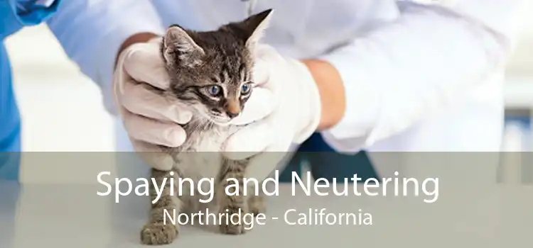 Spaying and Neutering Northridge - California