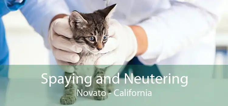 Spaying and Neutering Novato - California