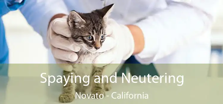 Spaying and Neutering Novato - California