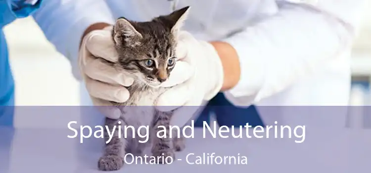 Spaying And Neutering Ontario - Low Cost Pet Spay And Neuter Clinic - Services Offered By Ontario Spay And Neuter