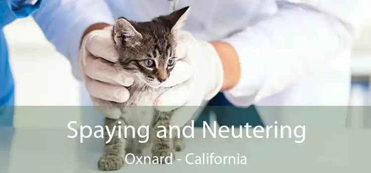 Spaying and Neutering Oxnard - California