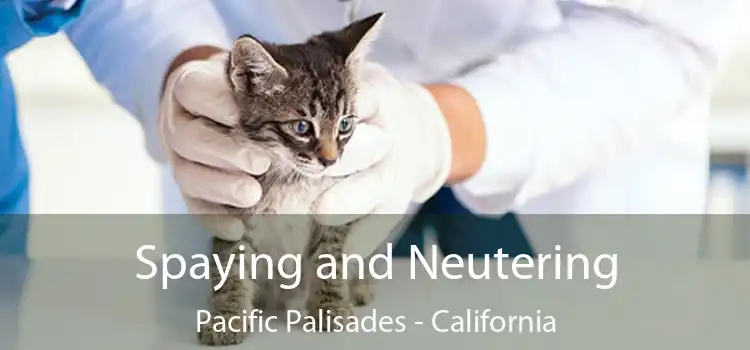 Spaying and Neutering Pacific Palisades - California