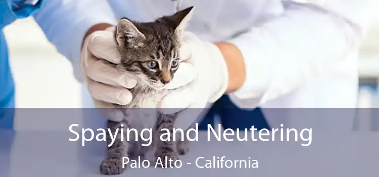 Spaying and Neutering Palo Alto - California