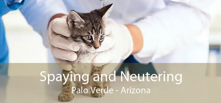 Spaying and Neutering Palo Verde - Arizona