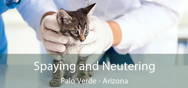 Spaying and Neutering Palo Verde - Arizona