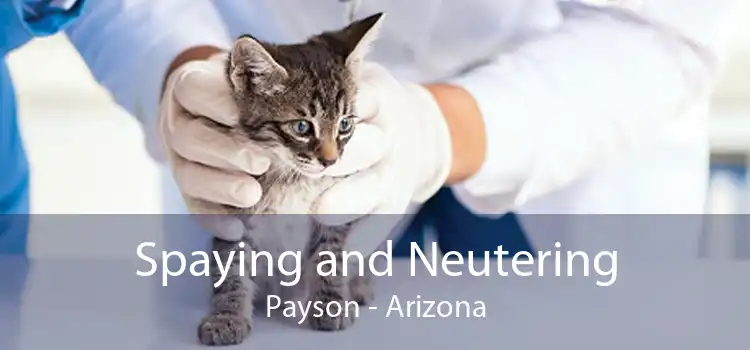 Spaying and Neutering Payson - Arizona
