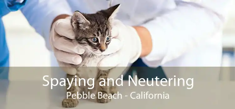 Spaying and Neutering Pebble Beach - California