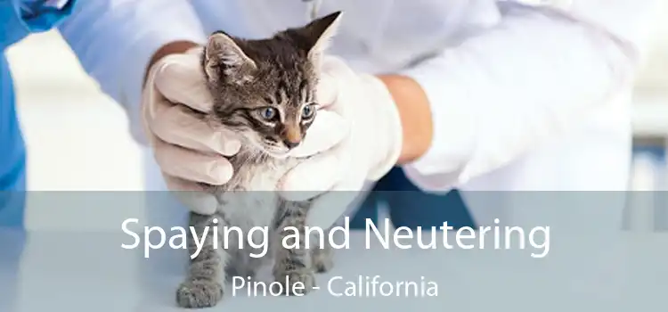 Spaying and Neutering Pinole - California