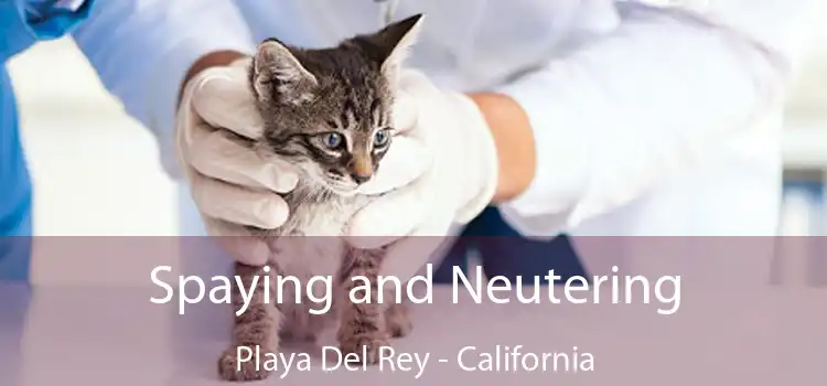Spaying and Neutering Playa Del Rey - California