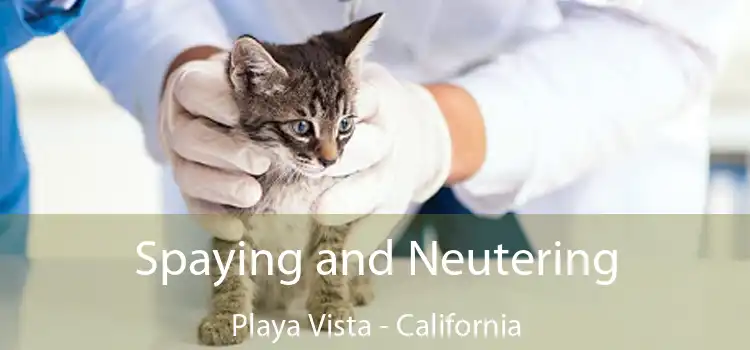 Spaying and Neutering Playa Vista - California