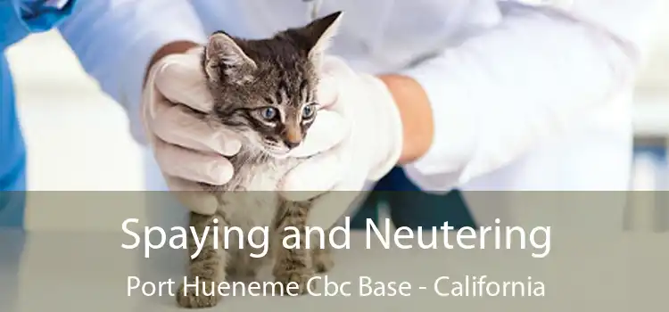 Spaying and Neutering Port Hueneme Cbc Base - California