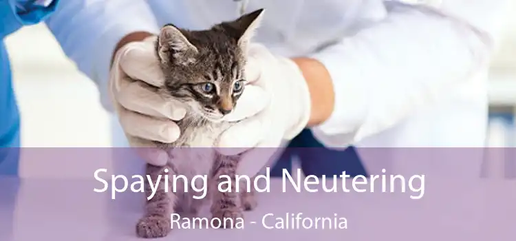 Spaying and Neutering Ramona - California