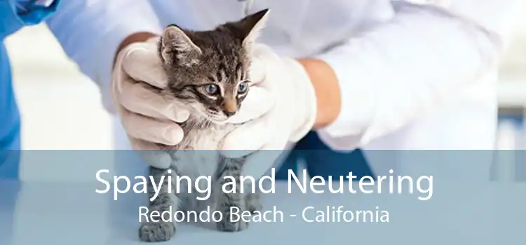 Spaying and Neutering Redondo Beach - California