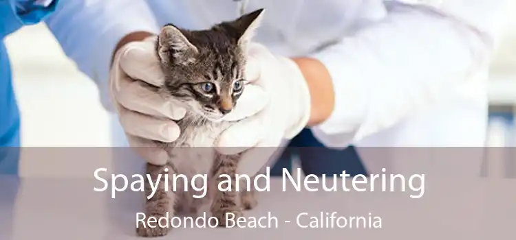 Spaying and Neutering Redondo Beach - California
