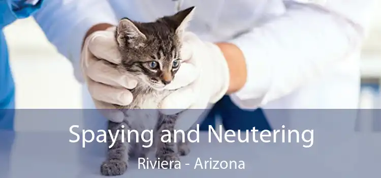 Spaying and Neutering Riviera - Arizona