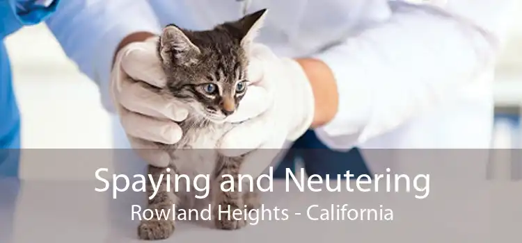 Spaying and Neutering Rowland Heights - California