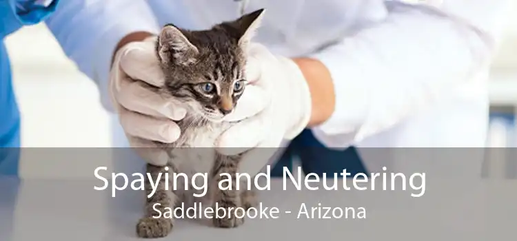 Spaying and Neutering Saddlebrooke - Arizona