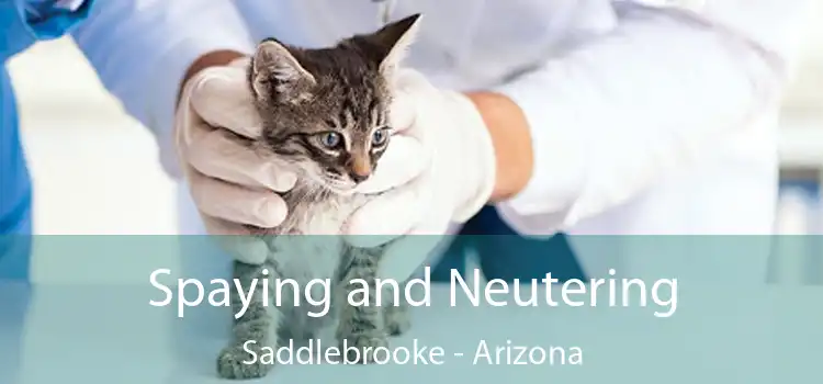 Spaying and Neutering Saddlebrooke - Arizona