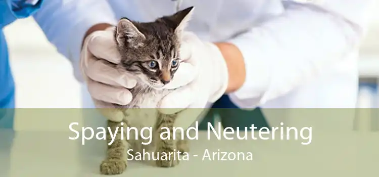 Spaying and Neutering Sahuarita - Arizona