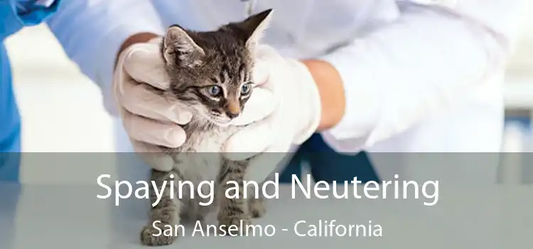 Spaying and Neutering San Anselmo - California