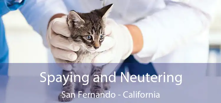 Spaying and Neutering San Fernando - California