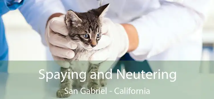 Spaying and Neutering San Gabriel - California