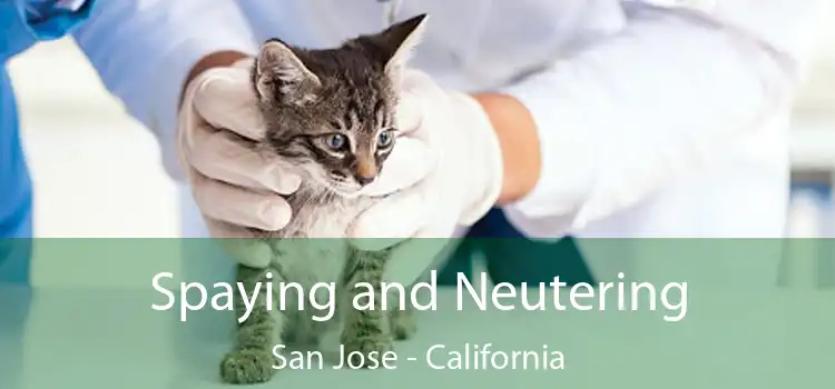 Spaying and Neutering San Jose - California