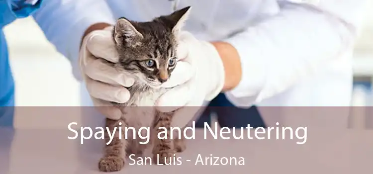 Spaying and Neutering San Luis - Arizona