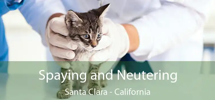 Spaying and Neutering Santa Clara - California