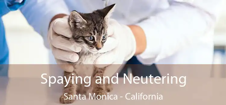 Spaying and Neutering Santa Monica - California