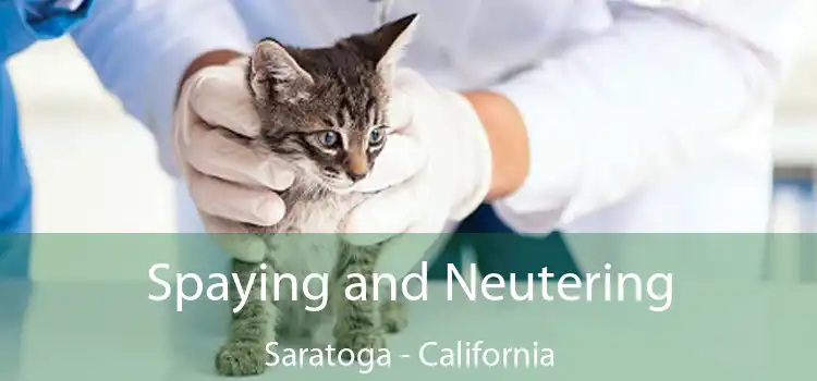 Spaying and Neutering Saratoga - California