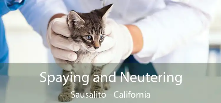 Spaying and Neutering Sausalito - California