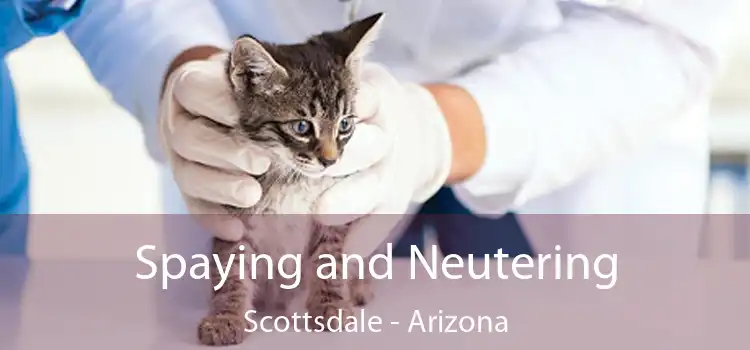 Spaying and Neutering Scottsdale - Arizona