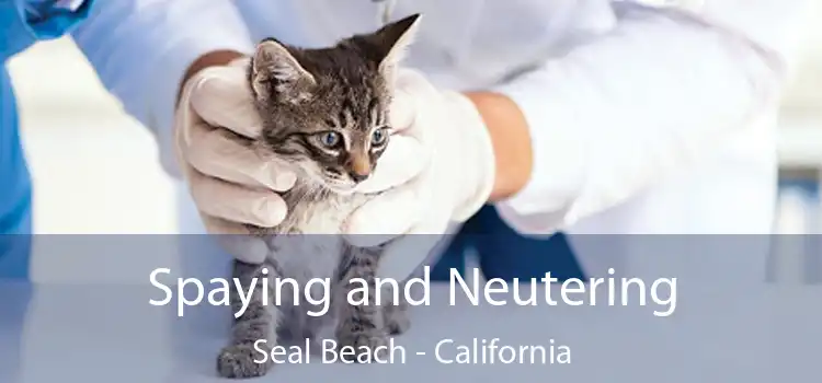Spaying and Neutering Seal Beach - California