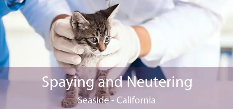 Spaying and Neutering Seaside - California