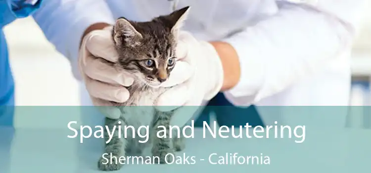 Spaying and Neutering Sherman Oaks - California