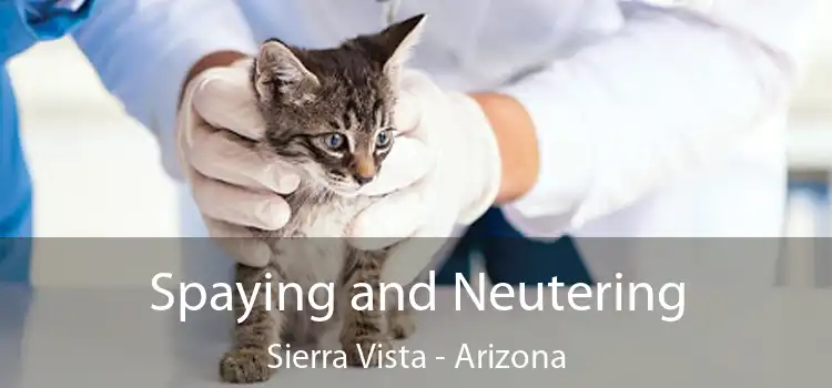 Spaying and Neutering Sierra Vista - Arizona