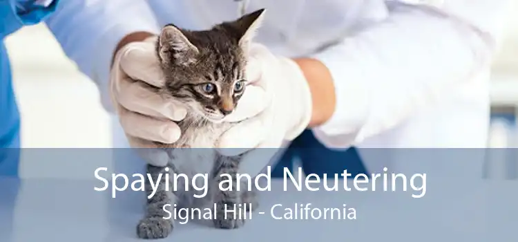 Spaying and Neutering Signal Hill - California
