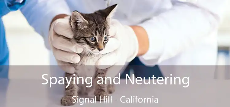 Spaying and Neutering Signal Hill - California