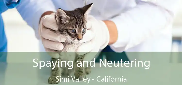 Spaying and Neutering Simi Valley - California