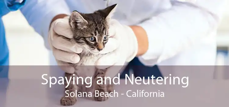 Spaying and Neutering Solana Beach - California